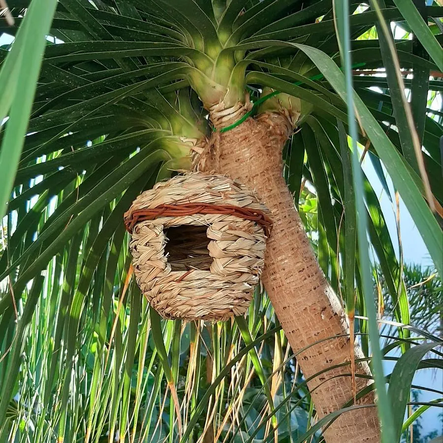 فندق Finca La Barca El Médano بيت ضيافة
